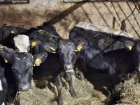 Bovinos (lote, sexo no especificado), Ganado vacuno — foto 1