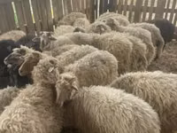 Sheep (batch, sex not specified), Suffolk sheep — photo 2