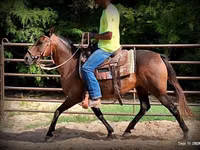 Yegua, Quarter Horse — foto 8