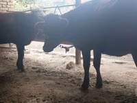 गाय, कल्मिक नस्ल — फ़ोटो 3