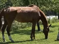 雌馬, Polish pony — 写真 1