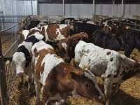 Rinder (Partie, Geschlecht nicht angegeben), Russian Black pied cattle — Foto 4