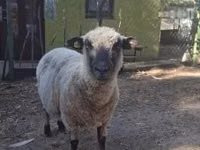 Bélier, Shroshire sheep — photo 1