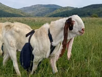 Boucs, Gulabi goats — photo 3