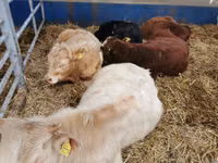 Banteng, Simmental cattle — foto 2