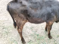 Vache, Bovins — photo 3