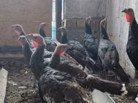 Turkeys — الصورة 5