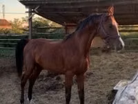 Hengst, Arabian horse — Foto 3