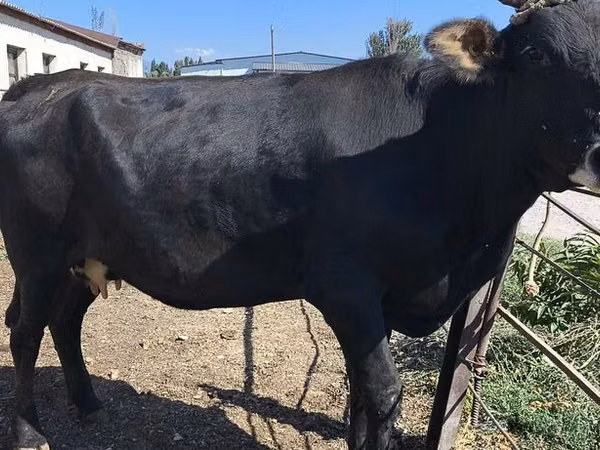 Vaca, Raza Holstein