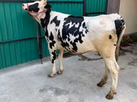 Vaca, Raza Holstein — foto 1