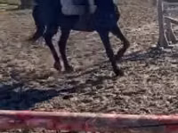 Caballo, Hungarian horse breed — foto 1