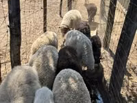 母羊, Merino sheep — 照片 3