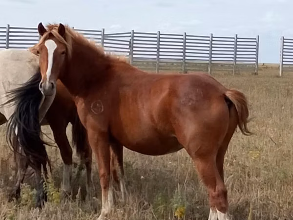 Caballo, Caballos