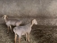 Oveja, Hissar sheep — foto 2