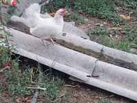 Chickens — الصورة 8