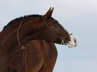 Stute, Akhal-Teke — Foto 3