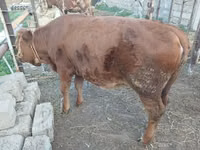 Sapi, Simmental cattle — foto 8