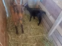 Goat, Goats — photo 4