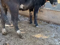 Vache, Race Alatauskaya — photo 1