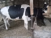 Kuh, Russian Black pied cattle — Foto 5