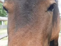 Kuda betina, American shetland pony — foto 1