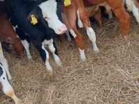 सांड, Simmental cattle — फ़ोटो 3