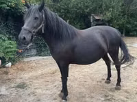 فرس, Hucul pony — الصورة 1