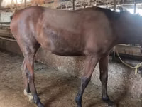 Jument, Thoroughbred horse — photo 5