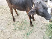 Vache, Bovins — photo 7