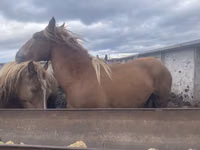 Kuda betina, Arabian horse — foto 1