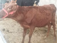 母牛, Red Estonian cattle — 照片 3