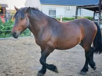 Hengst, Međimurje horse — Foto 3
