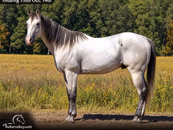 Caballo, Quarter Horse