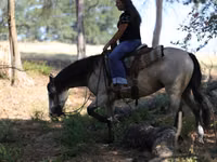 雌馬, Quarter Horse — 写真 7