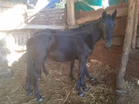 Caballo, Nonius horse — foto 4