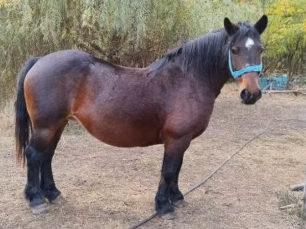 Jument, Chevaux