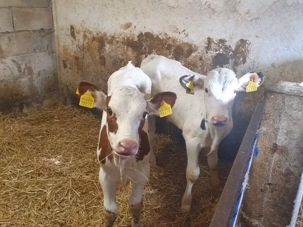Banteng, Simmental cattle