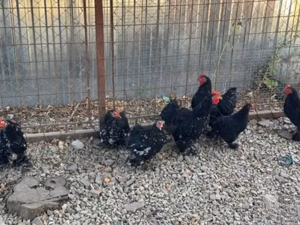 Pekin-Zwerg