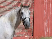 Caballo, Tennessee Walking Horse — foto 4