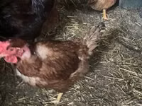 Poule danoise — photo 2