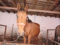 حصان, Manipuri pony — الصورة 1