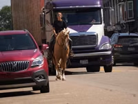 Horse (M), Quarter Horse — photo 4
