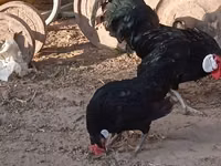 Bantam — foto 3