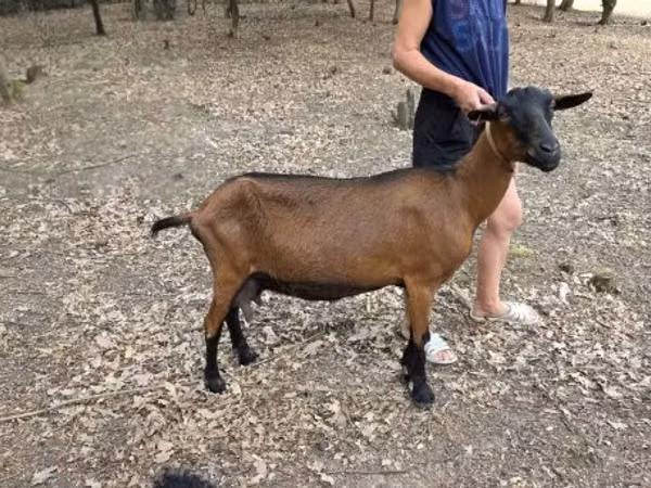 عنزة, Alpine goat