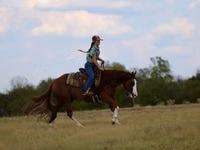 حصان, Quarter Horse — الصورة 6