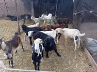 Ziegenbock, Pomellata goat — Foto 3