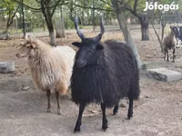 Oveja, Racka sheep — foto 4