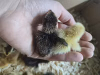 Quails — الصورة 2