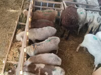 Sheep, Sheep — photo 1