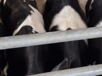 雄牛, Russian Black pied cattle — 写真 4